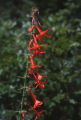 Scarlet gilia