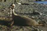 Northern elephant seal