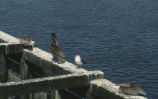 Brown pelican and Western gull