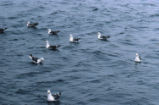 Western gulls