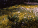 Meadowfoam