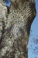 Acorn woodpecker holes in tree