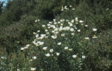 Bristly Matilija poppy