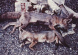 Two dead foxes and trash