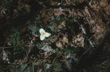 Pacific trillium