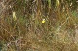 Hooded lady's tresses