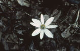 Bloodroot