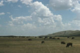 American bison