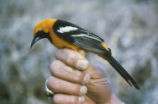 Hooded oriole