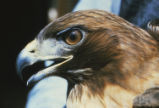 Red-tailed hawk