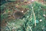 Western European hedgehog