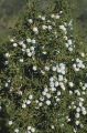 California juniper