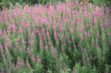 Fireweed