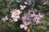 Flowering dogwood