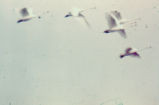 Tundra swans in flight