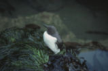 Common murre