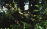 Ferns and moss