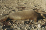 Northern elephant seal