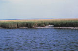 Smooth cordgrass