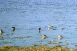 Least sandpipers feeding