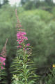 Fireweed