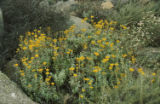 Golden-yarrow