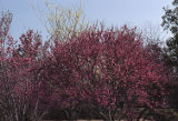 California redbud