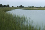 Smooth cordgrass