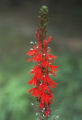 Cardinalflower