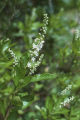 Coastal sweetpepperbush