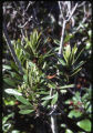 California wax myrtle