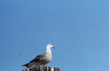 Heermann's gull