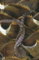 Red coachwhip