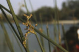 Hardstem bulrush