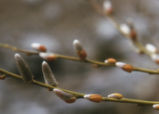 Arroyo willow