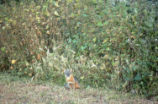 Island gray fox