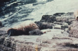 Steller sea lion