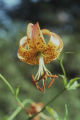 Turk's-cap lily