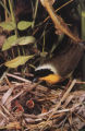 Common yellowthroat