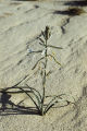 Desert lily