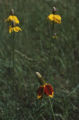 Upright prairie coneflower