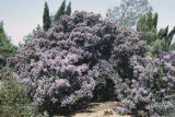 Hairy ceanothus