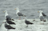 Western gulls and Heermann's gulls