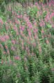 Fireweed