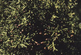 California juniper