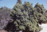 Silktassel bush