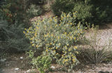 Bladderpod spiderflower