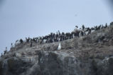 Common murre colony