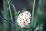Eastern mojave buckwheat