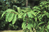 Dawn redwood